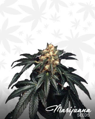 G12 Skunk