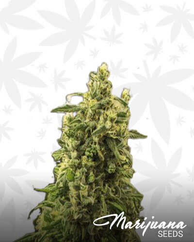 G13 Autoflowering