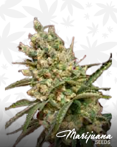 G13 Diesel Haze