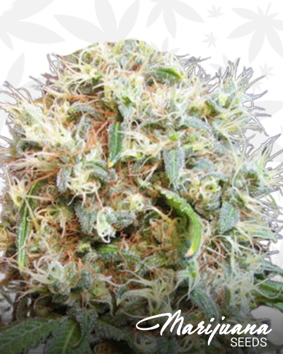 G13 Diesel