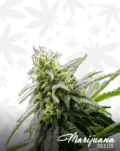 G13 Genius Aka Airborne Genius