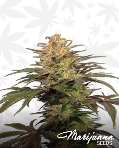 G13 Hashplant Aka Hash 13