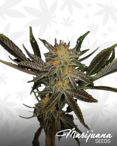 G13 Haze Buddha’s Sister