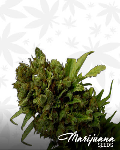 G13 Haze Citralah