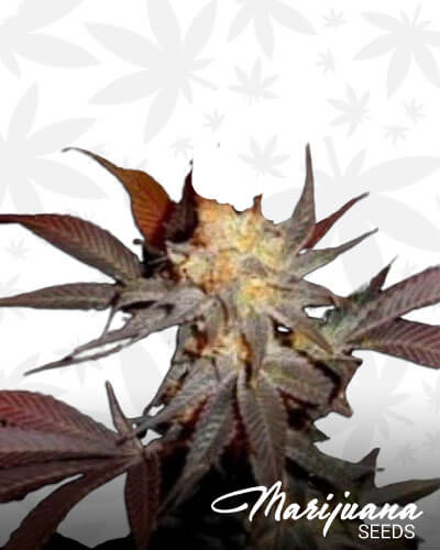 G13 Haze Lavender