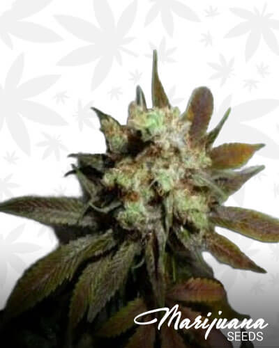 G13 Haze NYC Diesel