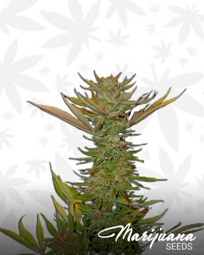 G13 Haze Reclining Buddha Strain