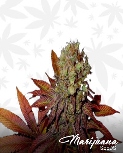 G13 Haze Rock Bud