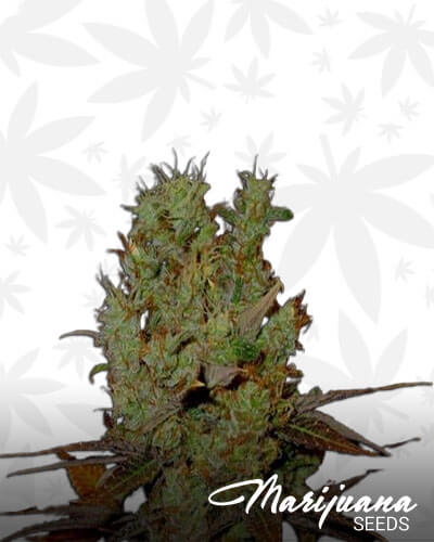 G13 Haze Somango