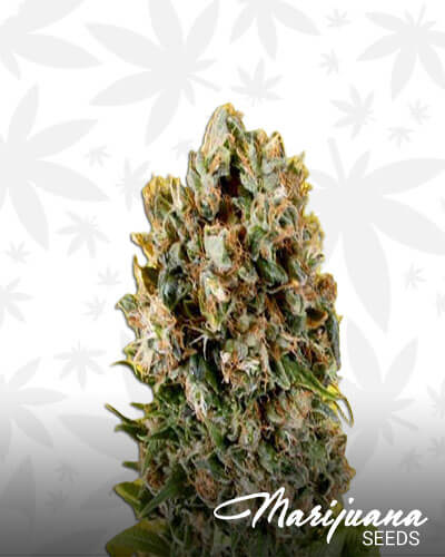 G13 Haze Somativa