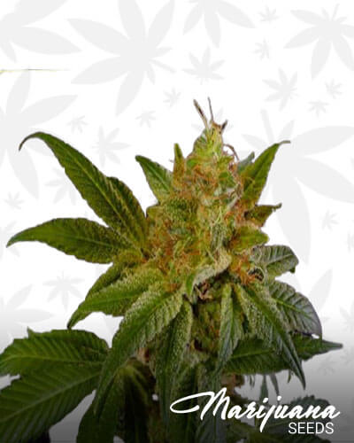 G13 Haze White Light
