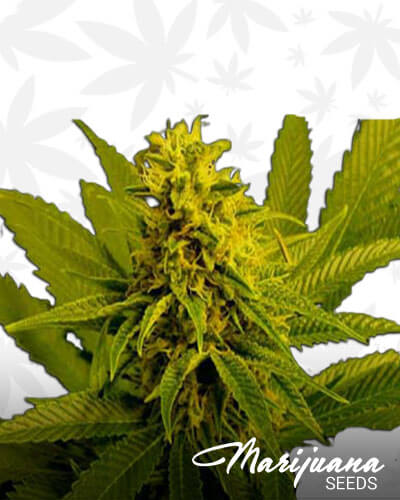 G13 Haze White Willow