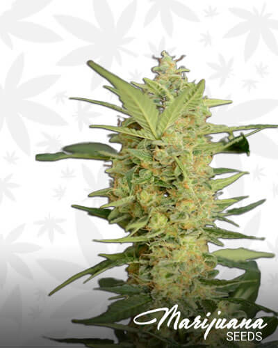 G13 Project Automatic
