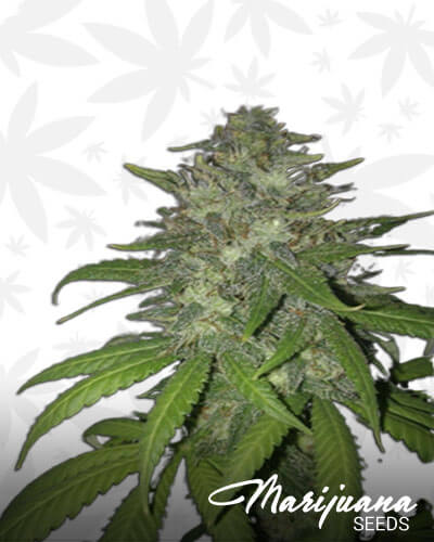 G13 Project