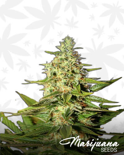 G13 Skunk