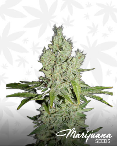 G13 Super Silver Haze Aka Lady Cane F4