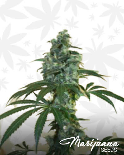 G13 x Amnesia Haze