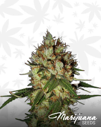 G13 x Blueberry Headband