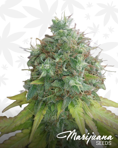 G13 x Haze
