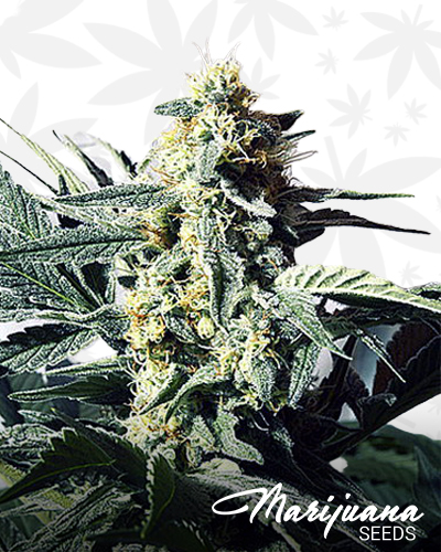 G13 x Widow