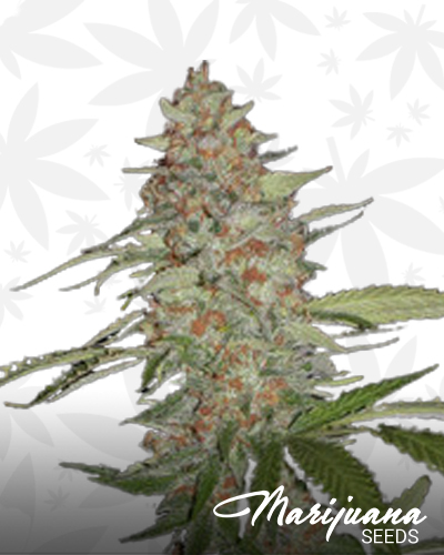 G14