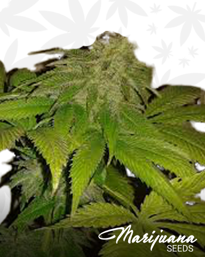 GDP Wreck