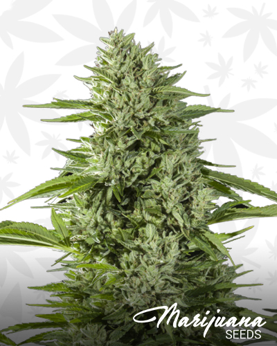 GG4