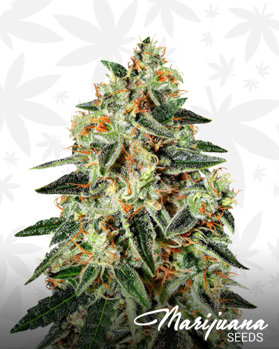 GH Cheese x Lemon Wookie Glue