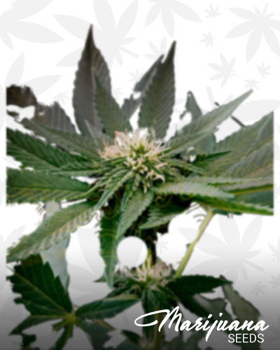 GH Cheese x Pineapple x Chemdog