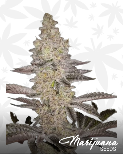 GMO x Sherb Crasher