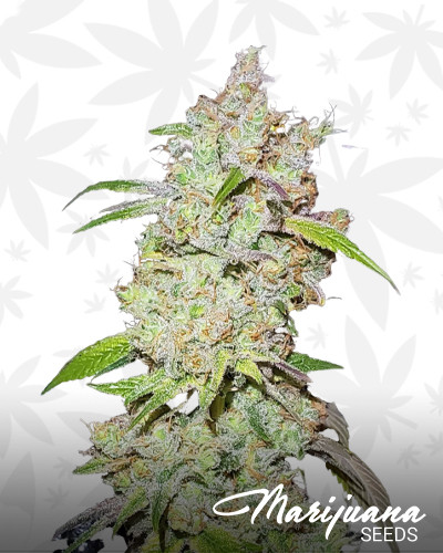 Galactic Glue