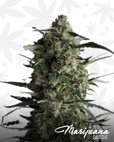 Galaxy CBD