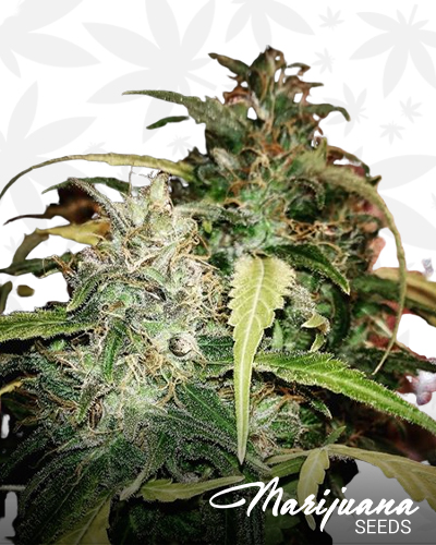 Gamma Jack