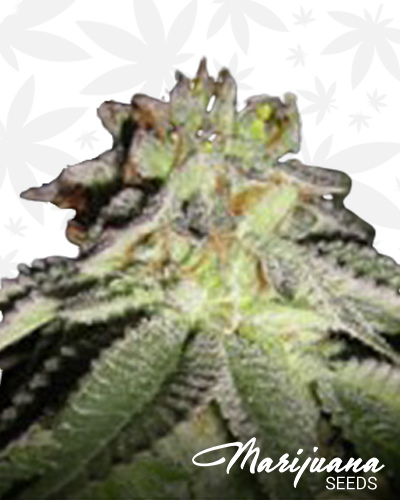 Gas OG