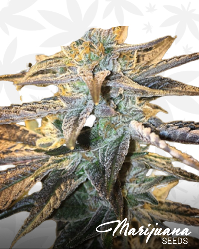 Geistgrow OG