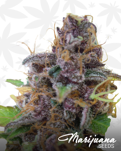 Gelato Auto