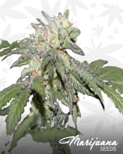 Gelato BX