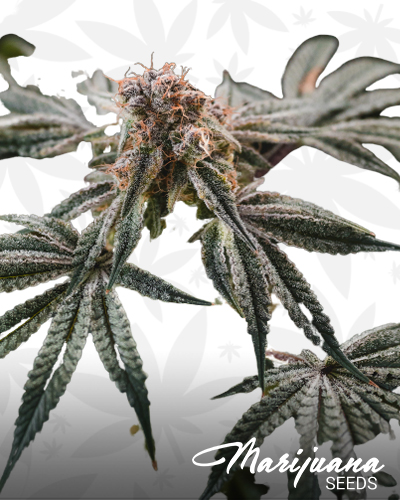 Gelato Punch 1