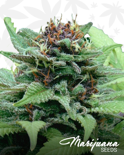 Generic Weed