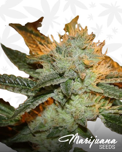 George W Kush