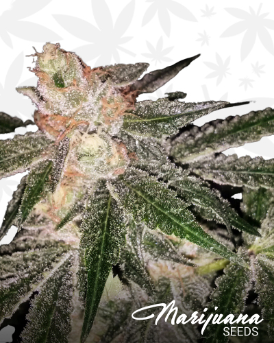 Ghengis OG