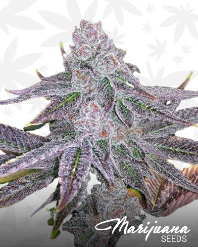 Ghost Breath 1