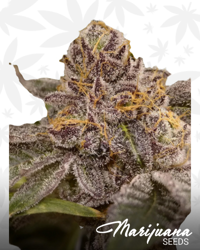Ghost Butter