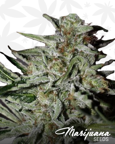 Ghost Piff