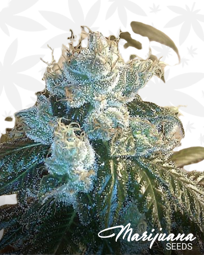 Ghost Town Kush