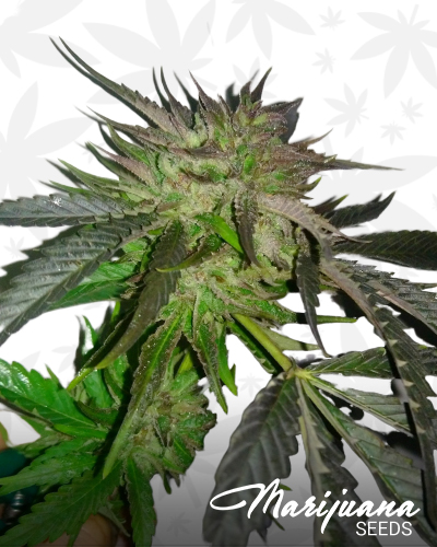 Ghost Train Haze 1