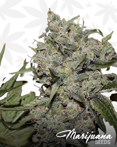 Ghost Train Haze 2 1