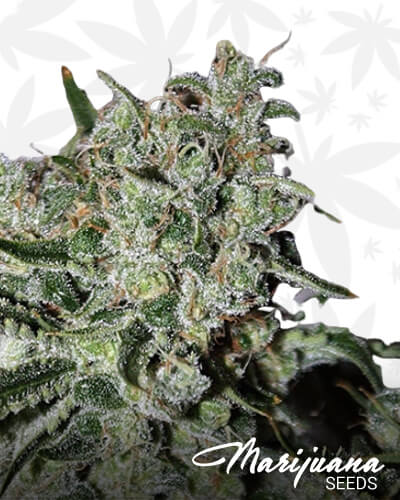 Ghost Train Haze 5 2