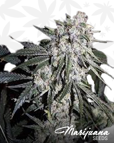 Ghost Train Haze 8