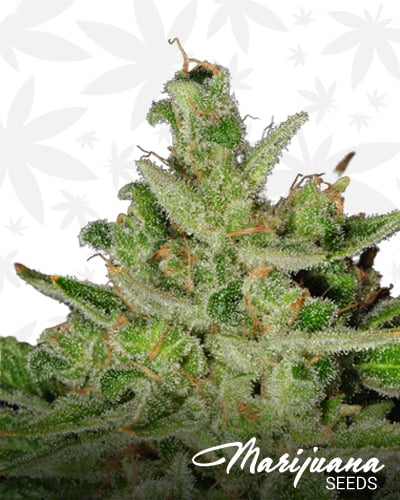 Ghost Train Haze 9